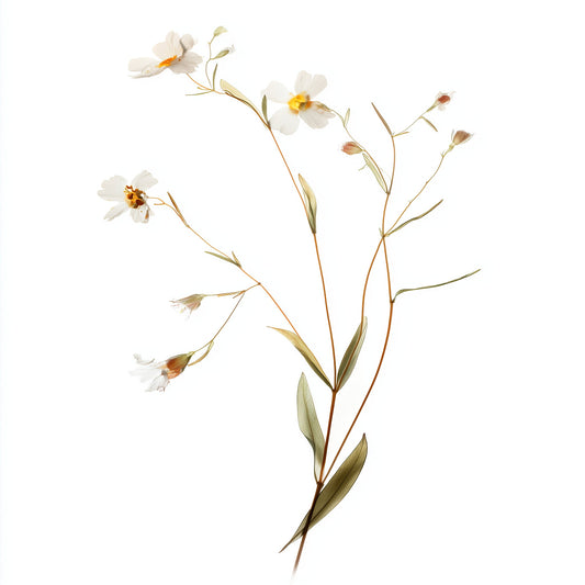 FREE Minimalist Vintage Wildflower Download - Palette Pad