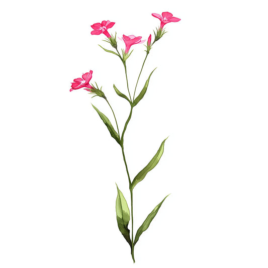 Minimalist Pink Wildflower Botanical Digital Download - Palette Pad