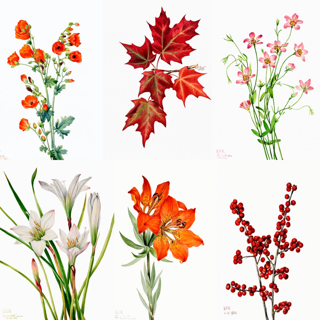 FREE Bundle of Six Vintage Wildflower by Mary Vaux Walcott - Palette Pad