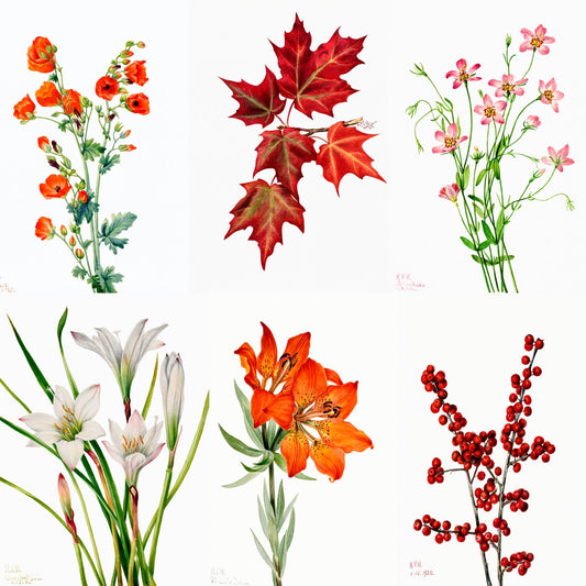 FREE Bundle of Six Vintage Wildflower by Mary Vaux Walcott - Palette Pad